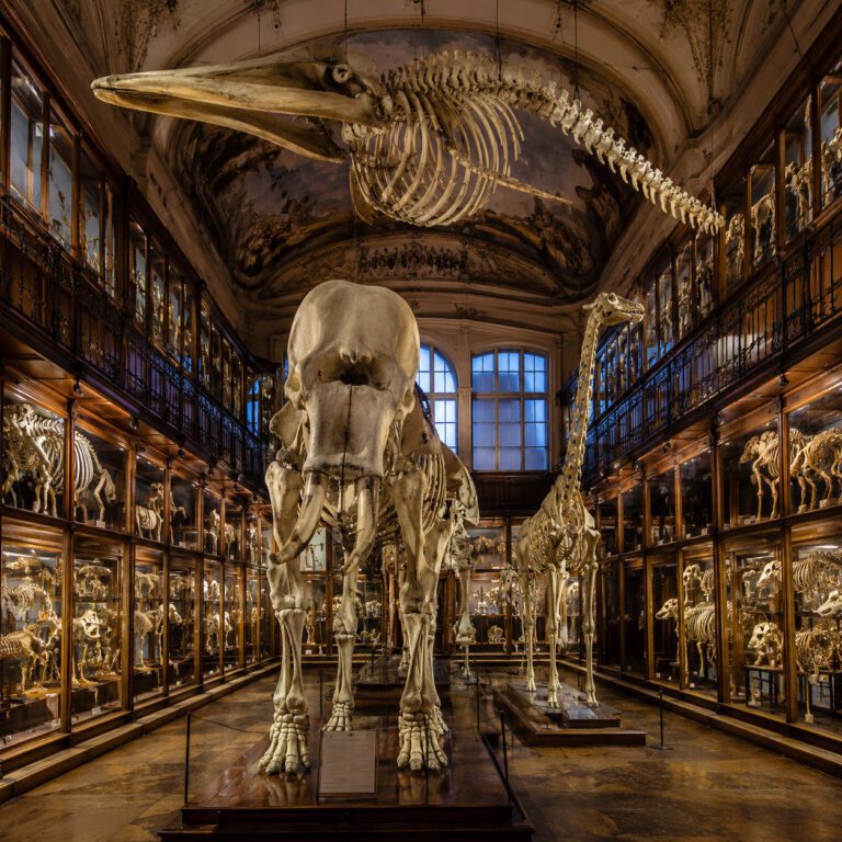 Historic Hall of Skeletons at La Specola in Florence, featuring an eighteenth-century elephant skeleton, a suspended whale skeleton and zoological collections displayed in elegant wooden cabinets.